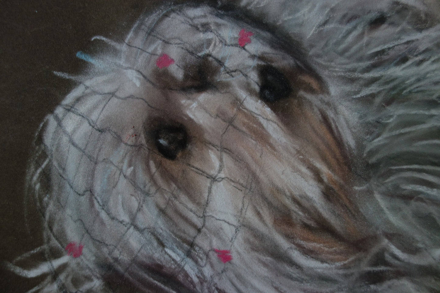 Portrait bichon maltais